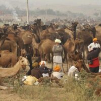 Rajasthan Tour Packages, Pushkar Camel Fair India, Car…